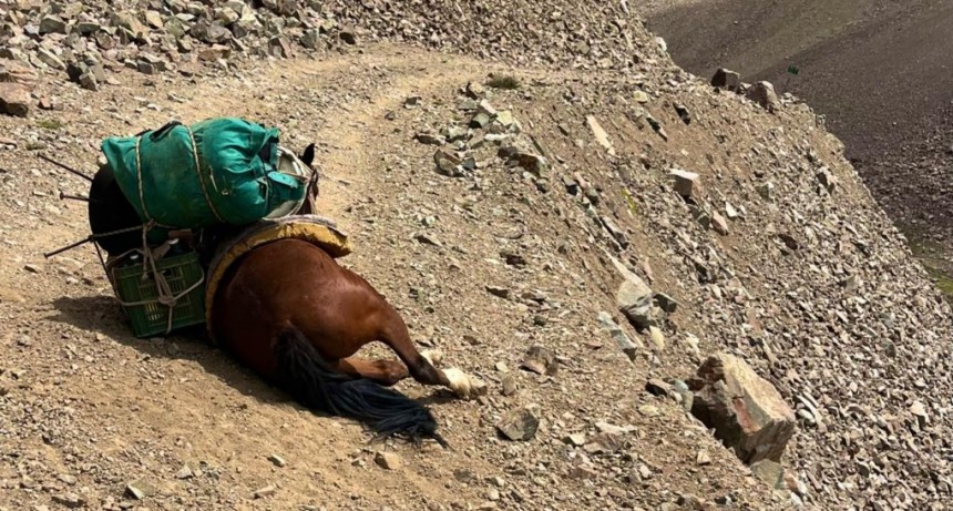 MALTRATO ANIMAL EN TUNUY&Aacute;N.