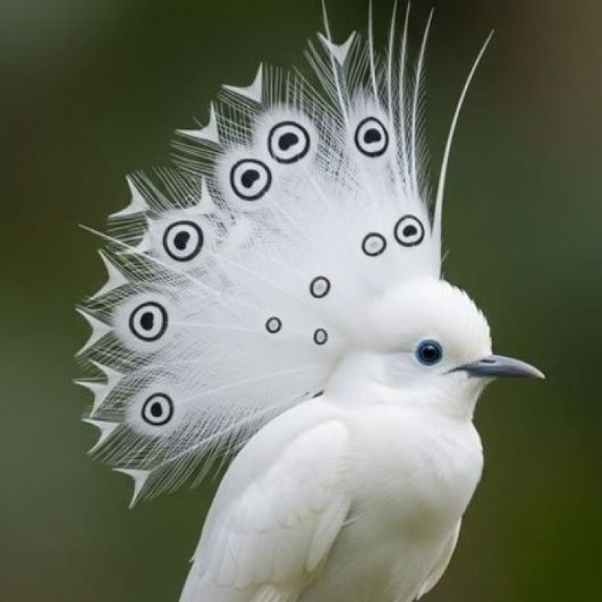 NATURALEZA VIVA.-