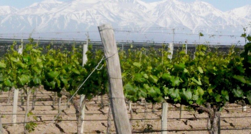 Luj&aacute;n de Cuyo celebrar&aacute; el D&iacute;a del Malbec
