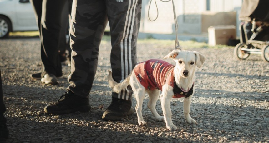 TUPUNGATO: Quir&oacute;fano M&oacute;vil de Esterilizaci&oacute;n de Animales Dom&eacute;sticos, destino Cord&oacute;n del Plata