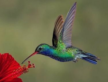 NATURALEZA VIVA.-