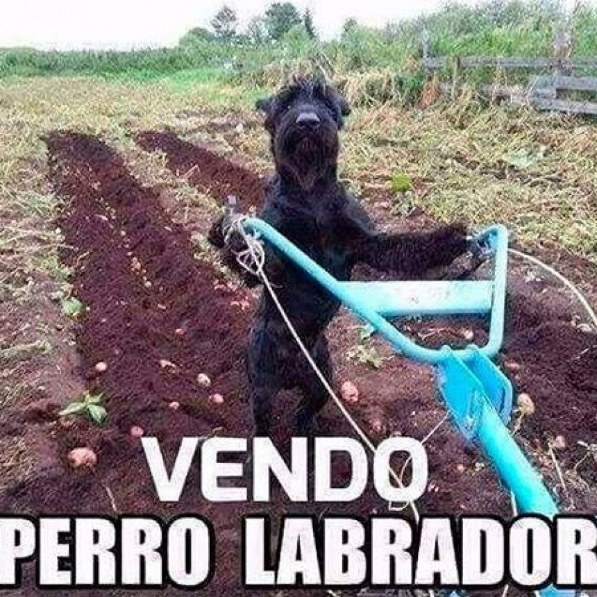 UN POCO DE HUMOR.-
