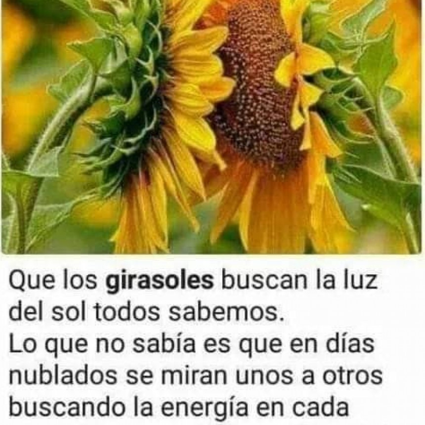CURIOSIDADES.-