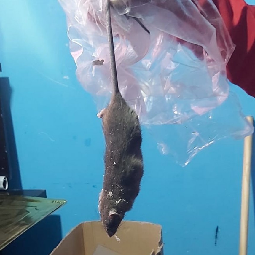 INVASION DE RATAS EN ESCUELA DE TUNUY&Aacute;N. DESIDIA A LA M&Aacute;XIMA EXPRESI&Oacute;N.