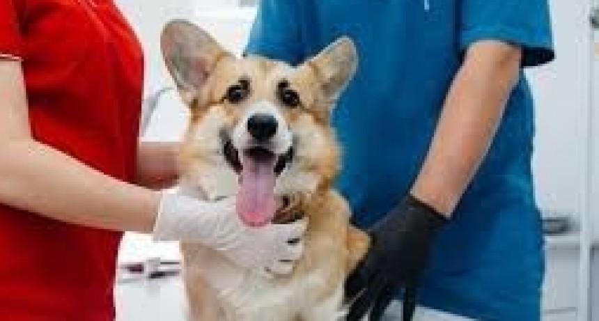 TUPUNGATO: QUIR&Oacute;FANO M&Oacute;VIL DE ESTERILIZACI&Oacute;N DE ANIMALES 