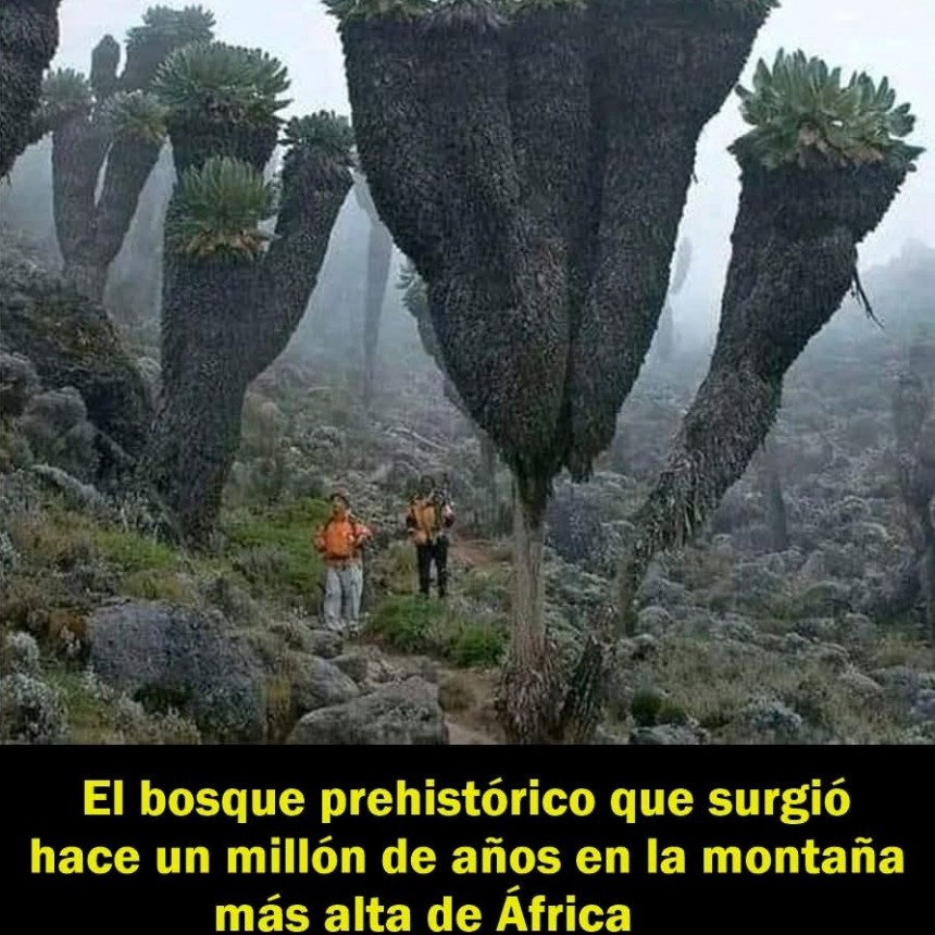 CURIOSIDADES.-
