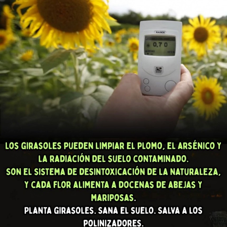CURIOSIDADES.-