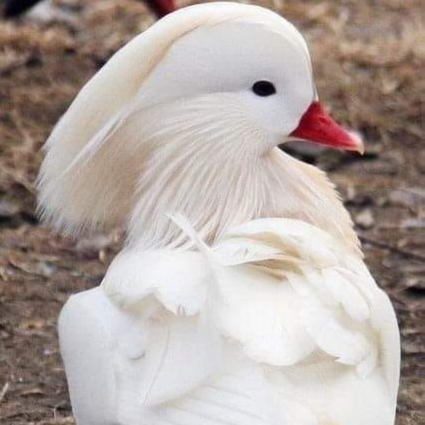 NATURALEZA VIVA.-