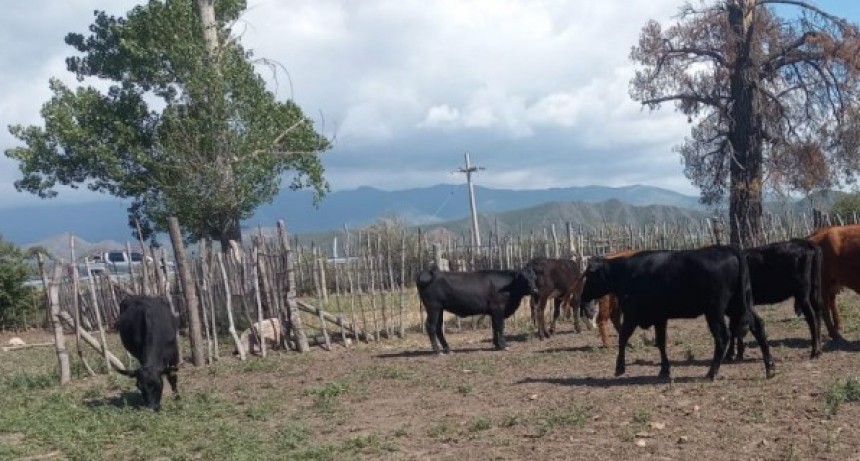 Tunuy&aacute;n trabaja en la mejora gen&eacute;tica ganadera para fortalecer el sector en el departamento