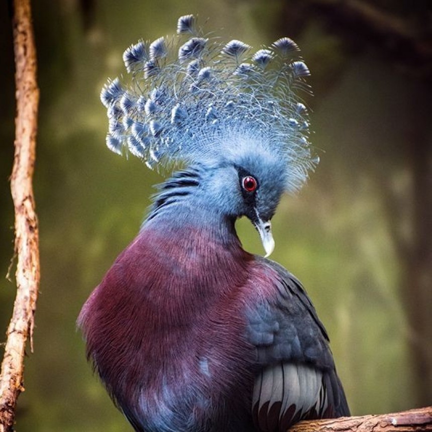 NATURALEZA VIVA.-